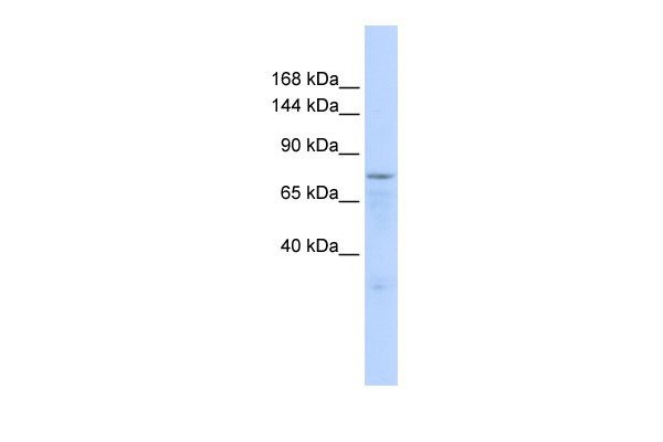 1 - ZFP62 antibody - middle region AI11313