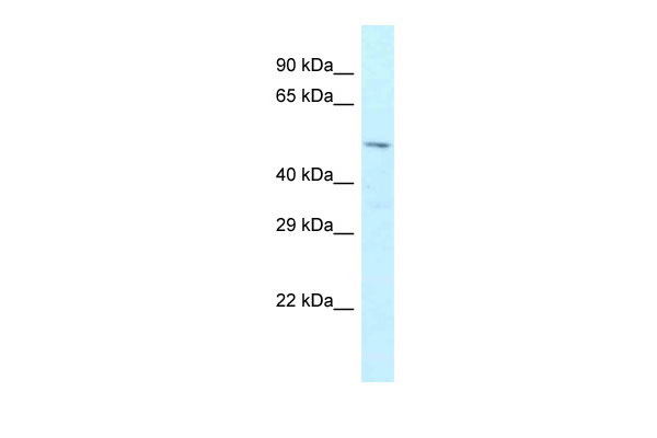 1 - Zfp872 antibody - middle region AI11316
