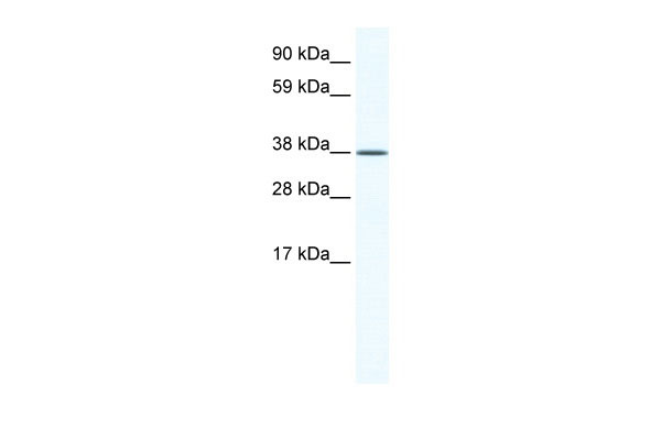 1 - KLF2 antibody - middle region AI11322