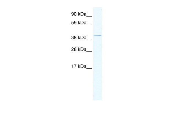 1 - TAF7L antibody - middle region AI11333