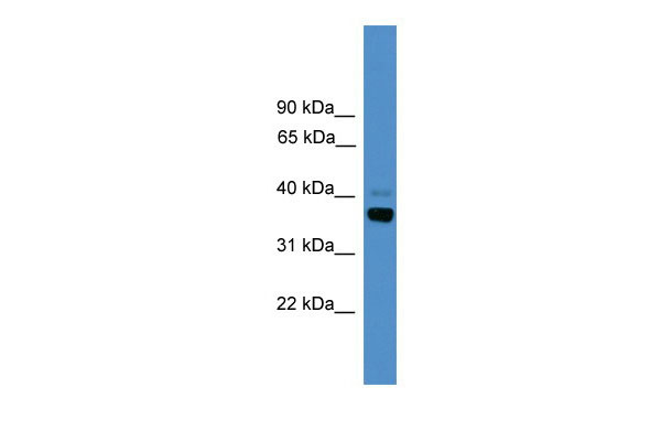 1 - Atf4 antibody - N-terminal region AI11356