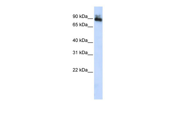 1 - SP4 antibody - middle region AI11382