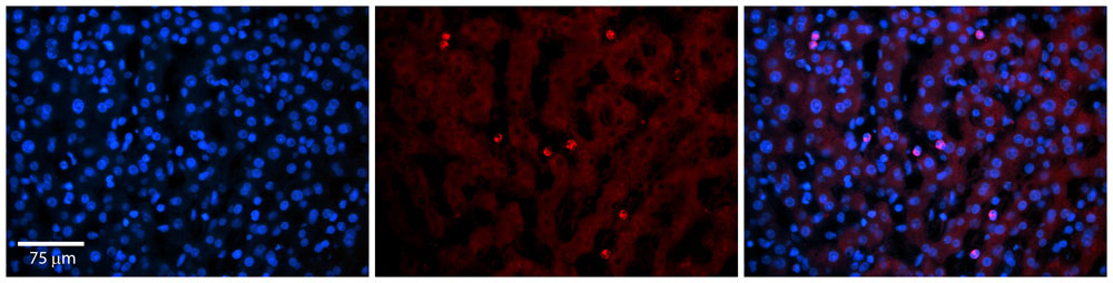 2 - TEAD4 Antibody - N-terminal region AI11384