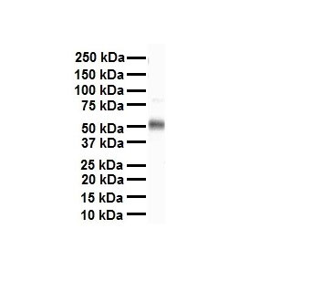 1 - TEAD4 Antibody - N-terminal region AI11384