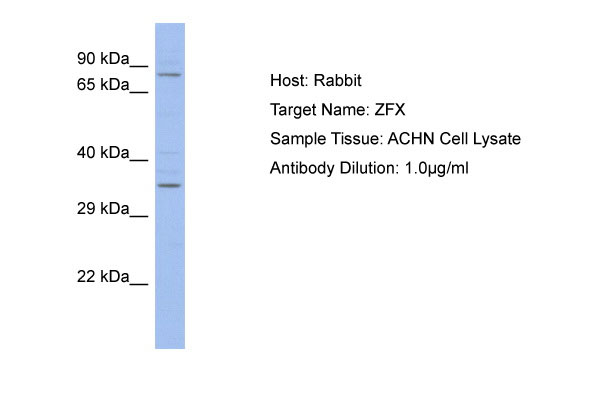 1 - ZFX Antibody - C-terminal region AI11389