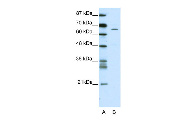 1 - ZNF205 antibody - N-terminal region AI11400