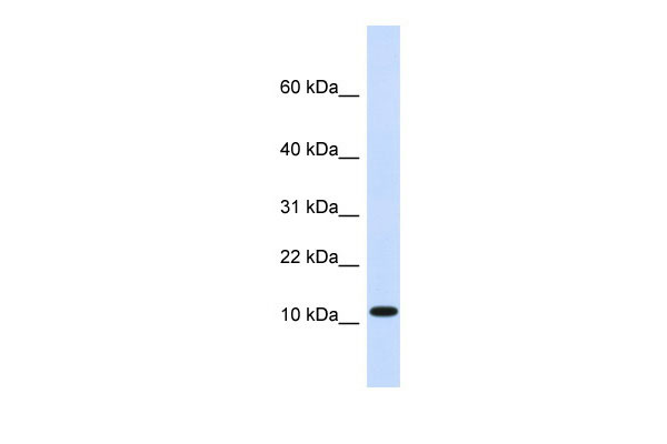 1 - HMGN1 antibody - middle region AI11424