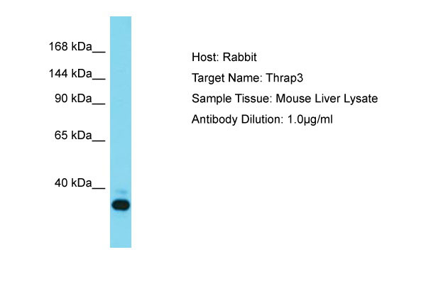 1 - Thrap3 Antibody - N-terminal region AI11430
