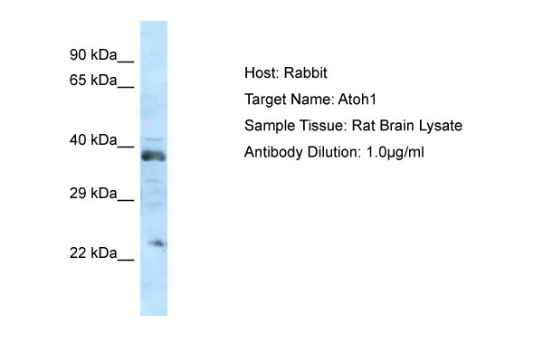 1 - Atoh1 Antibody - N-terminal region AI11432
