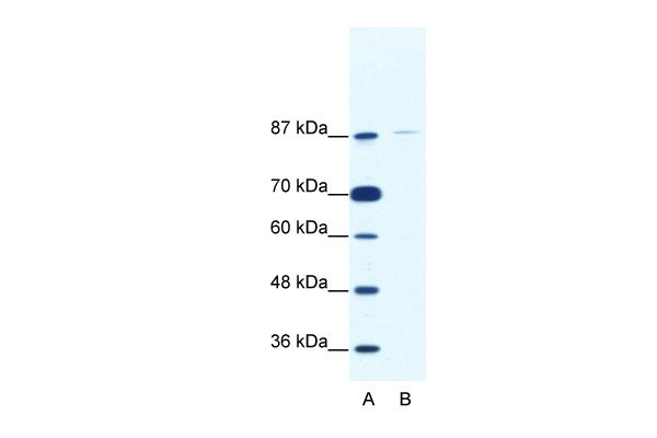 1 - TAF1C antibody - C-terminal region AI11442