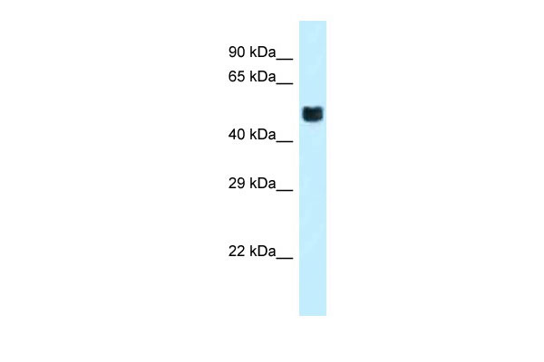 1 - Foxo4 antibody - C-terminal region AI11447