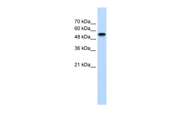 1 - NR1H2 antibody - N-terminal region AI11474