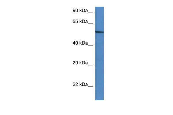 1 - Zbtb43 antibody - C-terminal region AI11484