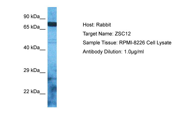 1 - ZSC12 Antibody - N-terminal region AI11499