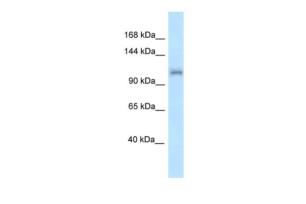 1 - Zfr antibody - N-terminal region AI11515