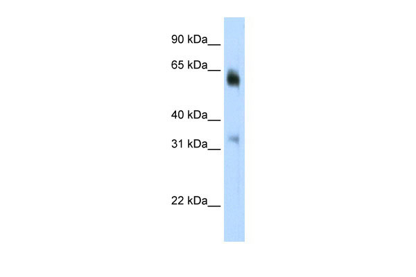 1 - JMJD2D antibody - C-terminal region AI11528