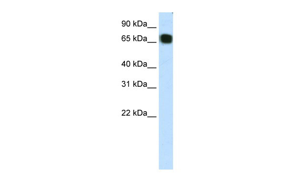 1 - ZFP64 antibody - C-terminal region AI11532