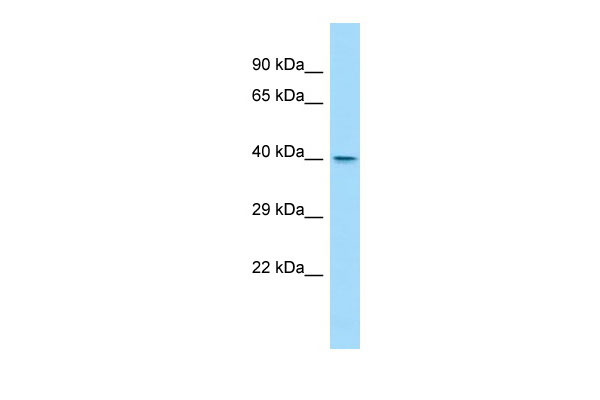 1 - Wdr45l Antibody - C-terminal region AI11543
