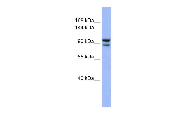 1 - BBX antibody - middle region AI11547