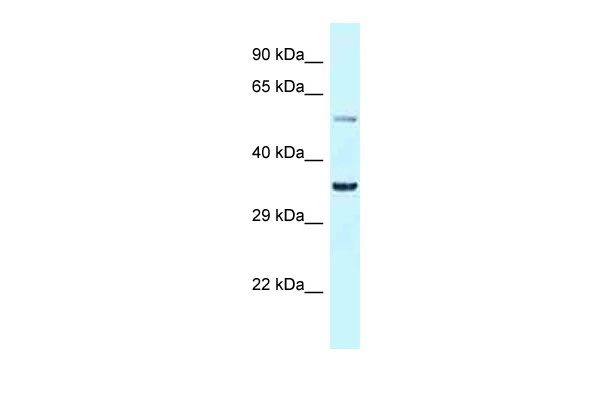 1 - Bhlhe41 antibody - N-terminal region AI11597