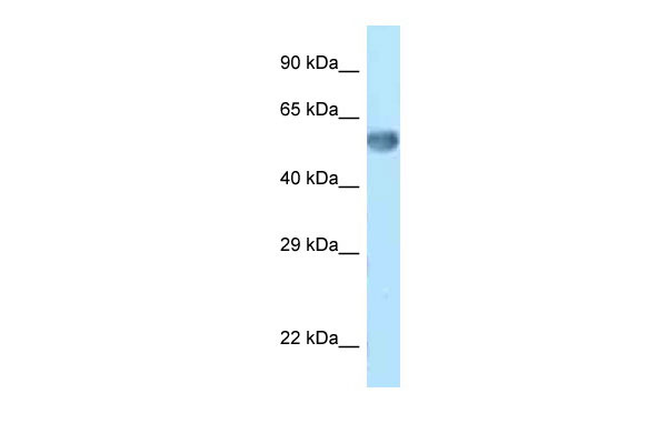 1 - Zkscan14 antibody - C-terminal region AI11600