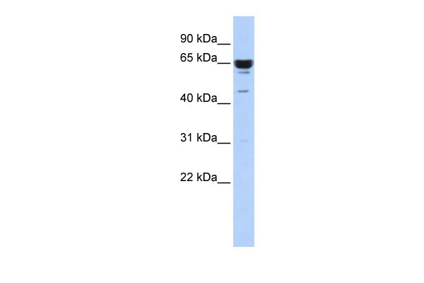 1 - ZNF587 antibody - middle region AI11608