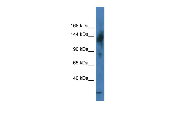 1 - Trerf1 antibody - N-terminal region AI11616