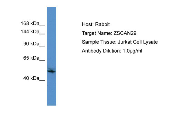 1 - ZSCAN29 Antibody - C-terminal region AI11644