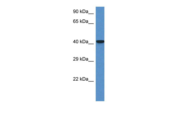 1 - Zfp759 antibody - N-terminal region AI11648