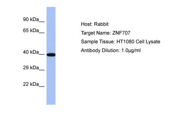 1 - ZNF707 Antibody - C-terminal region AI11658