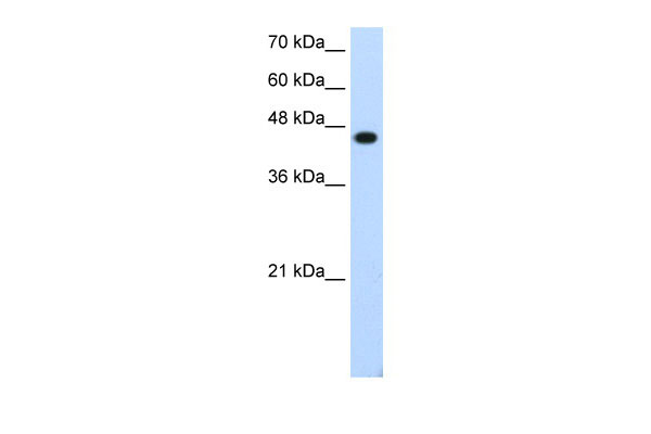 1 - TFAP2E antibody - C-terminal region AI11663