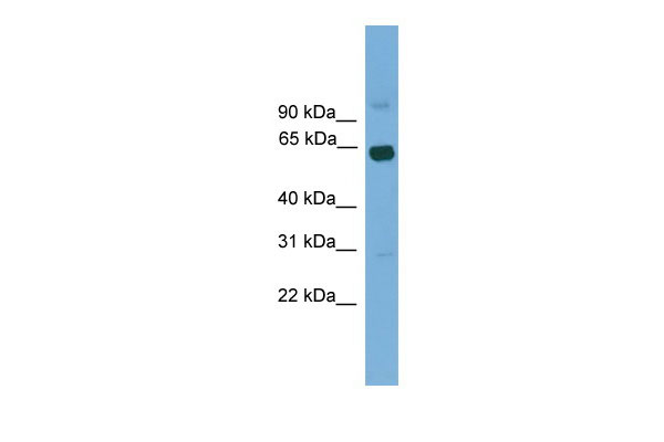 1 - Lcorl antibody - middle region AI11679