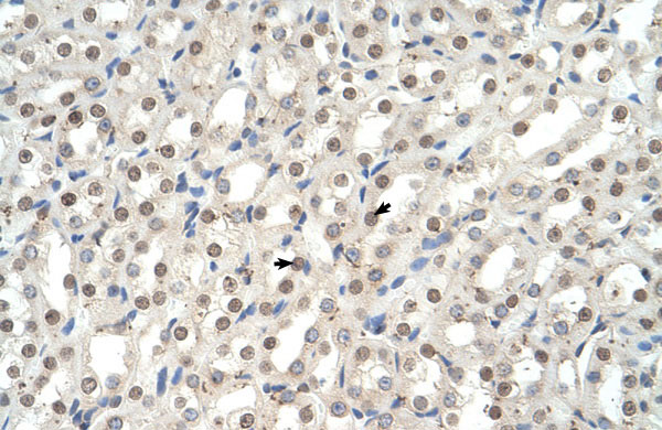 2 - Ehf antibody - N-terminal region AI11680