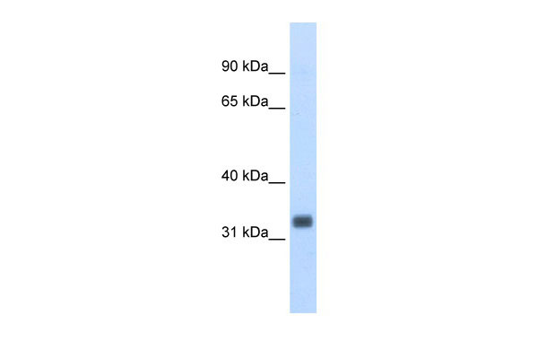 1 - Ehf antibody - N-terminal region AI11680