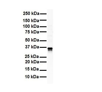 1 - GAPDH antibody - N-terminal region AI11693