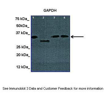 1 - GAPDH antibody - N-terminal region AI11693