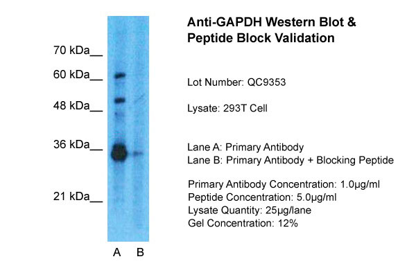 1 - GAPDH antibody - N-terminal region AI11693