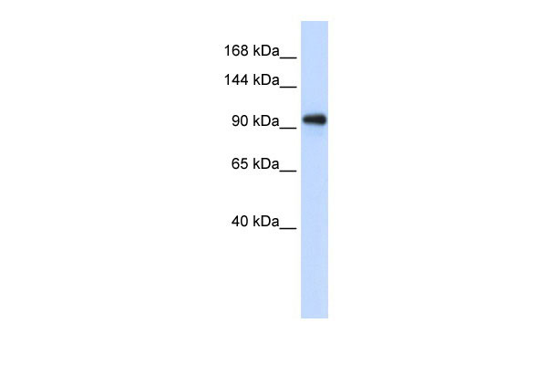 1 - EXOSC10 antibody C-terminal region AI11705
