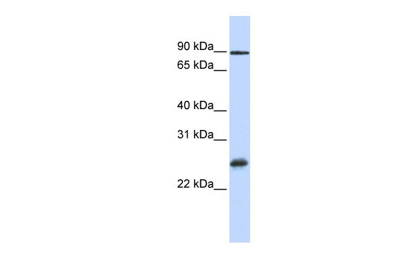 1 - RBPMS antibody - middle region AI11715