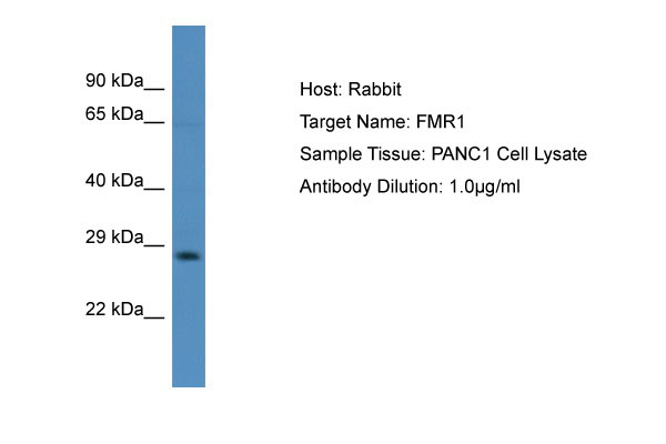 1 - FMR1 Antibody - C-terminal region AI11738