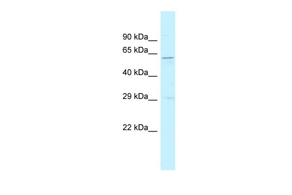 1 - Srp54a antibody - C-terminal region AI11751