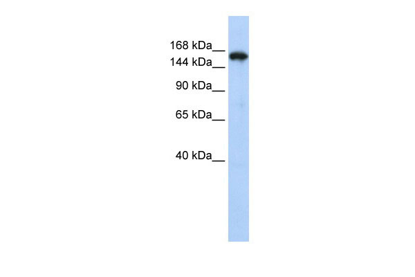 1 - SYNJ1 antibody - N-terminal region AI11756