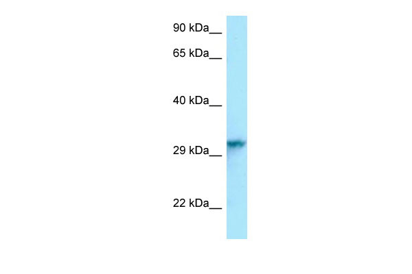 1 - Hnrnpc antibody - C-terminal region AI11759