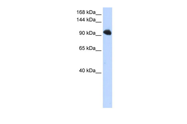 1 - SFRS8 antibody - N-terminal region AI11760