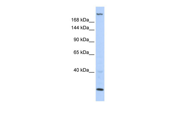 1 - TNRC6B antibody - N-terminal region AI11799