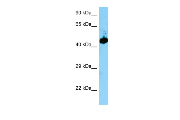 1 - Evl Antibody - middle region AI11804