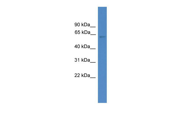 1 - MSTO1 antibody - N-terminal region AI11811