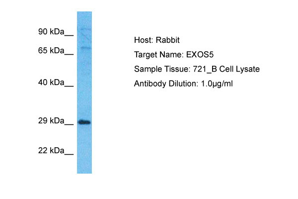 1 - EXOS5 Antibody - N-terminal region AI11820