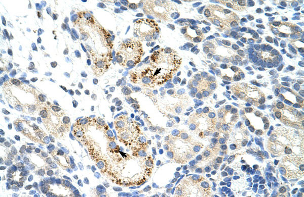 2 - NOC4L antibody - C-terminal region AI11835