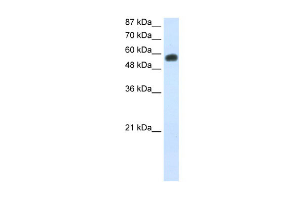 1 - NOC4L antibody - C-terminal region AI11835